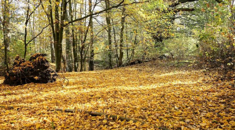 POZOSTAWIENIE OPADŁYCH LIŚCI OZNACZA WIELE KORZYŚCI PRZYRODNICZYCH