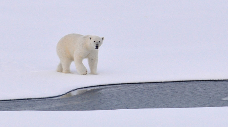Arktyka zmiany klimatu