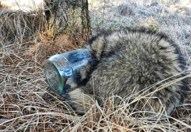 LUDZKIE ŚMIECI – PROBLEM ZWIERZĄT