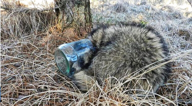 Śmieci szkodzą zwierzętom
