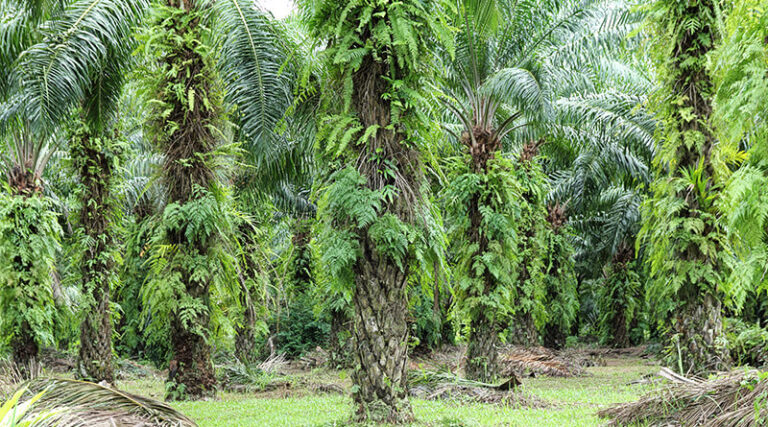 palma_olejowa