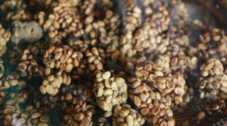kawa luwak