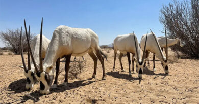 Oryx arabski