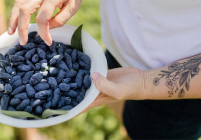 JAGODA KAMCZACKA – SPRÓBUJ BO WARTO