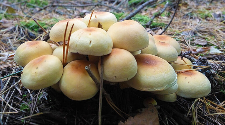 Grzyby - Maślanka wiązkowa