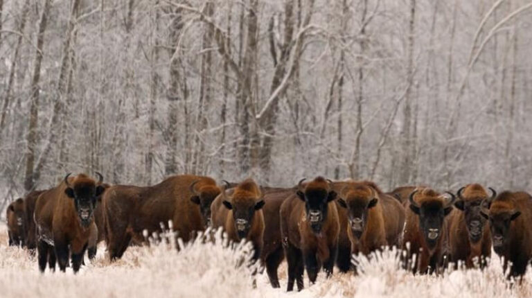 Żubry w Białowieży