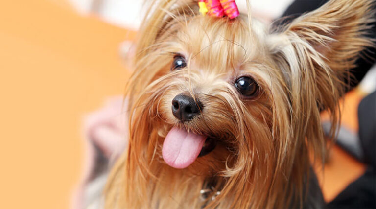 York - Yorkshire terrier