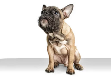BULDOG FRANCUSKI