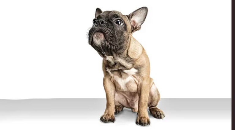 Buldog francuski