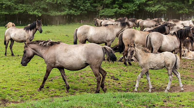 Dülmener Wildpferd -Konik niemiecki