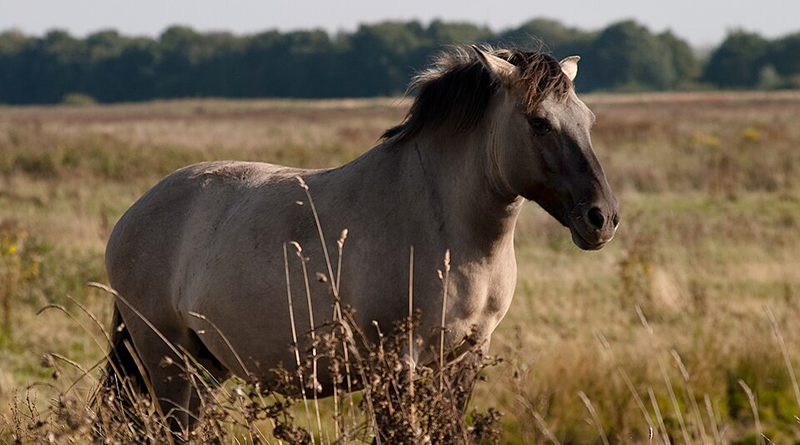 KONIK POLSKI